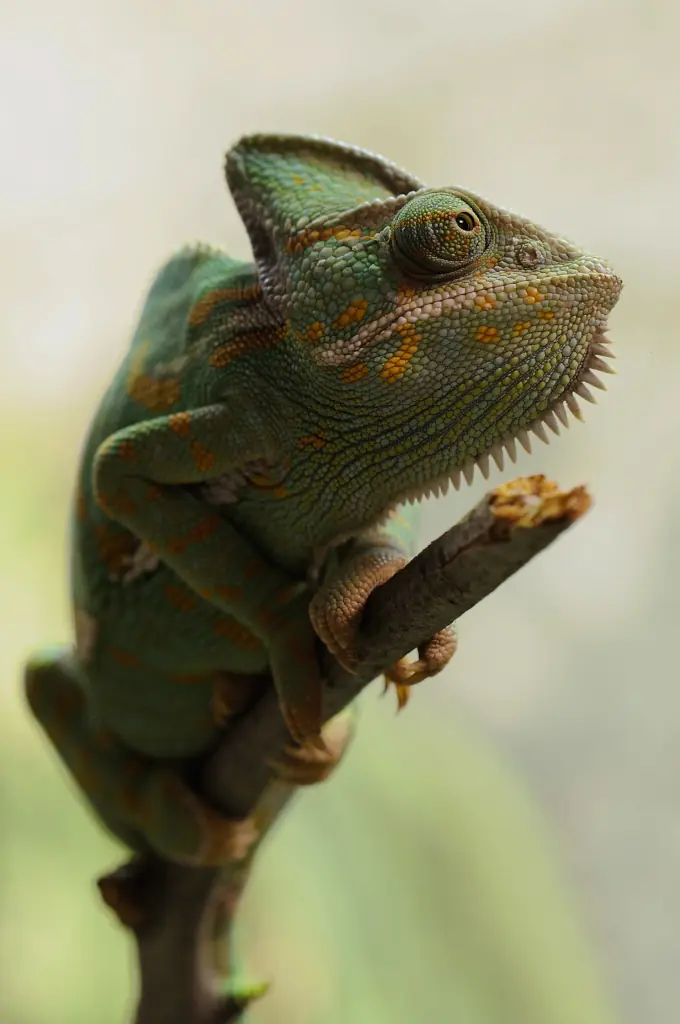 A close-up of a colorful chameleon perched on a branch, showcasing its vibrant green and orange skin textures and distinct head shape.