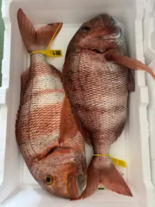 Fresh&Co 5